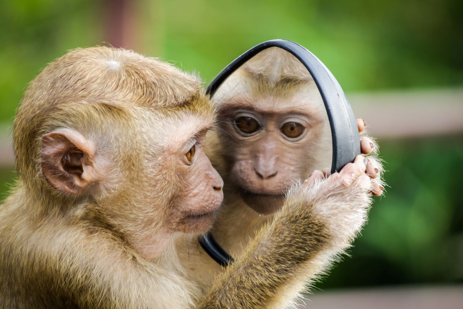 Μια μαϊμού που καθρεπτίζεται