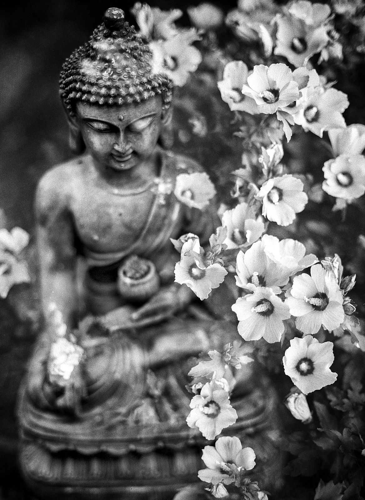 Άγαλμα Βούδα και λουλούδια