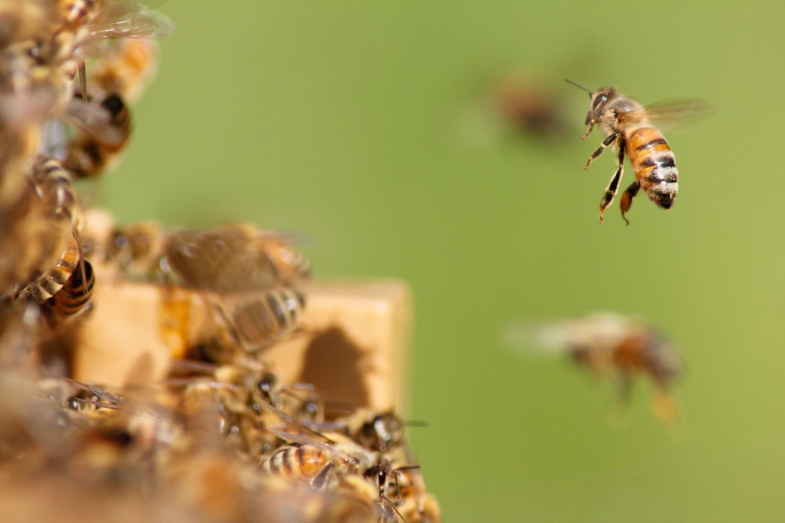 Μέλισσα που προσεγγίζει μελίσσι