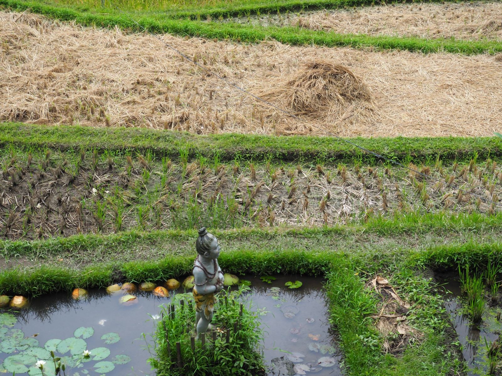 Οι ορυζώνες στην Ubud