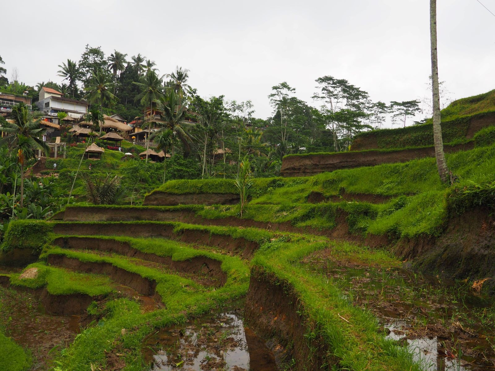 Οι ορυζώνες στην Ubud