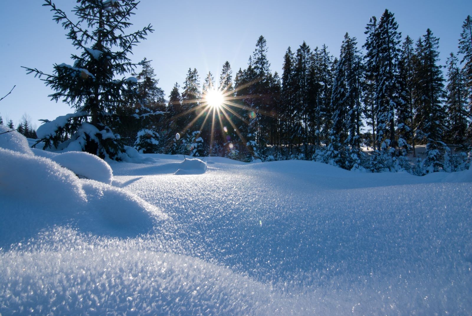Ο ήλιος ανάμεσα από δέντρα σε χιονισμένο τοπίο
