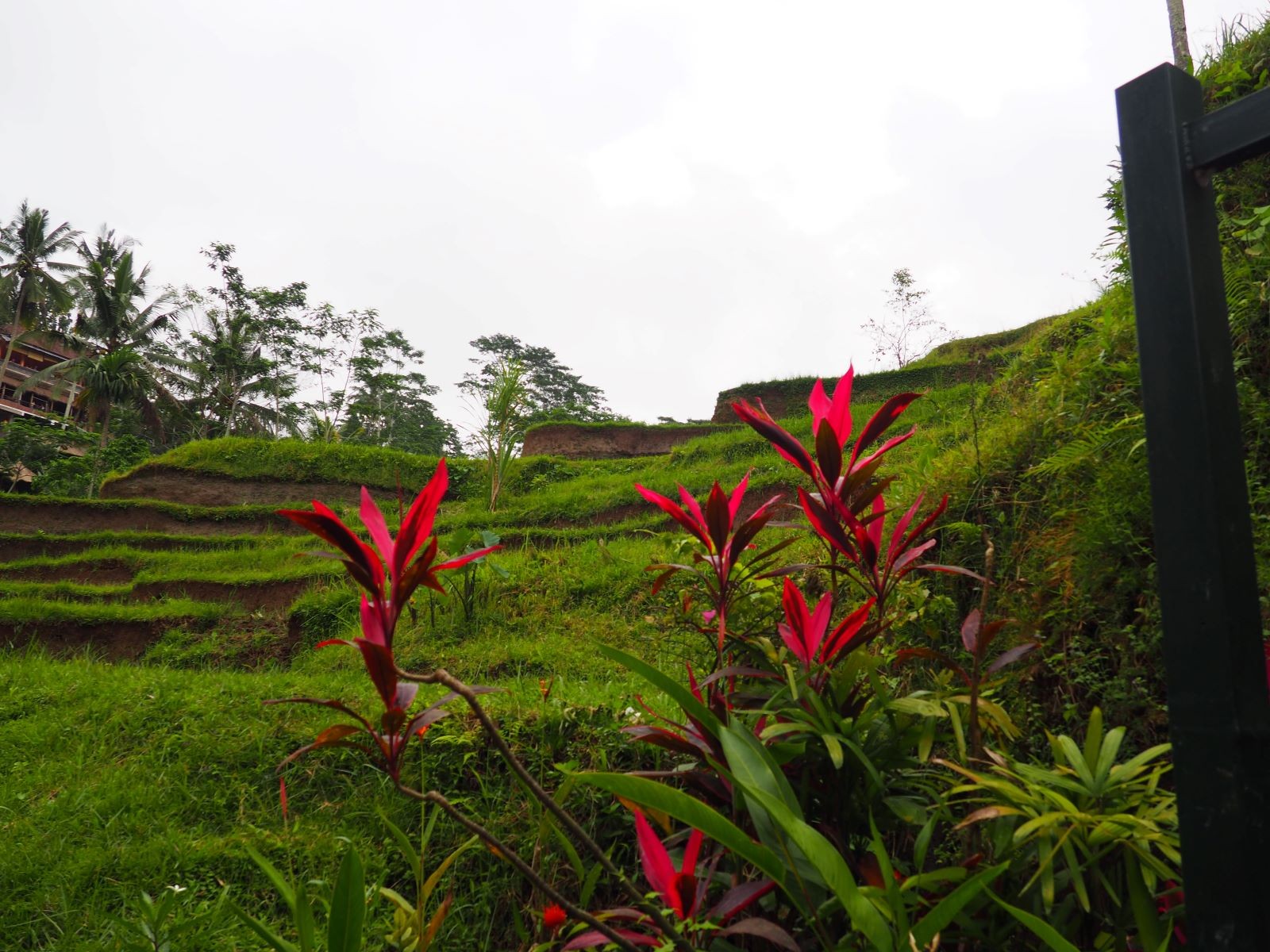 Η βλάστηση στην Ubud