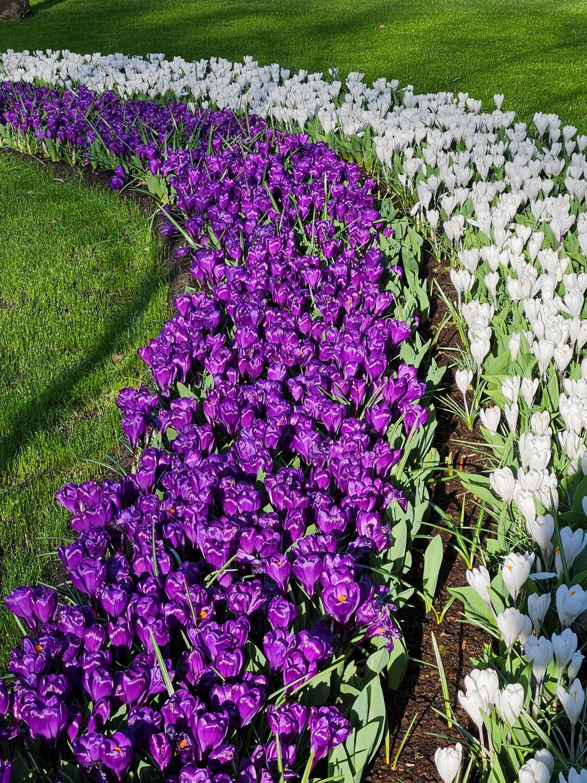 Οι κήποι του Keukenhof